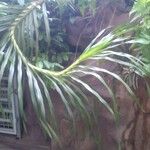 Grammatophyllum speciosum Lapas