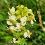 Pedicularis ascendens Flower