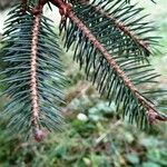 Picea likiangensis Other