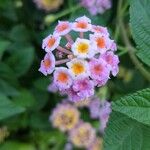 Lantana camaraFlower