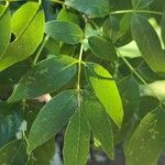 Fraxinus americanaDeilen