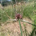 Allium scorodoprasum Квітка