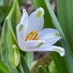 Leucojum aestivumപുഷ്പം