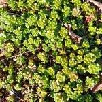 Sedum oreganum Levél