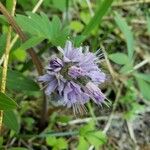 Hydrophyllum capitatum Blomma