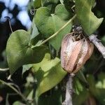 Aristolochia baeticaFlower