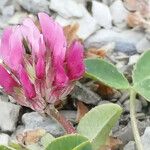 Trifolium thalii ফুল