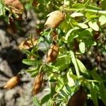 Vicia lens Fruit