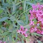 Valeriana lecoqii Flower