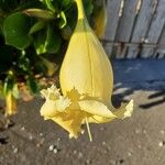 Solandra grandiflora Blüte