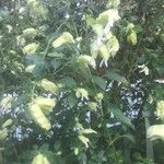 Staphylea trifolia Kukka