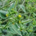 Sigesbeckia orientalis Flower