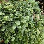 Hymenophyllum tunbrigense Yaprak