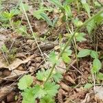 Saxifraga bulbifera Leaf