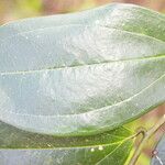 Satyria meiantha Hoja
