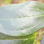 Satyria meiantha Leaf