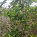 Feretia apodanthera Fruto