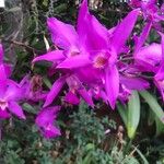 Laelia × gouldiana