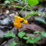 Impatiens capensis Kvet