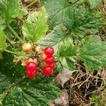 Rubus saxatilis Hedelmä