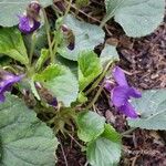 Viola odorata Feuille