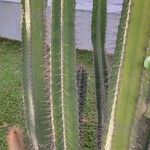 Cereus hexagonus ഇല