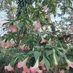 Brugmansia versicolor Квітка
