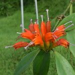 Aeschynanthus parviflorus Fleur