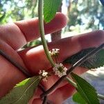 Aloysia polystachyaÕis