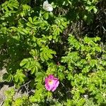 Rosa rugosa Blüte