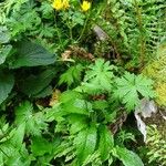 Hieracium neocerinthe Habit
