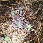 Eryngium creticum ফুল