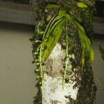 Cryptarrhena guatemalensis Anders