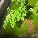Adiantum capillus-veneris Hoja
