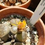 Lithops aucampiae Blomst