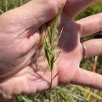 Euthamia occidentalis Blatt