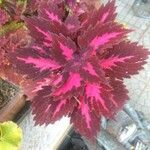 Coleus decurrensList