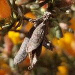 Cytisopsis pseudocytisus Fruit