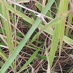 Brachypodium pinnatum Leaf