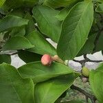 Magnolia denudata Листок