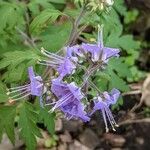 Phacelia bipinnatifida Flor