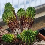 Euphorbia susannae Feuille