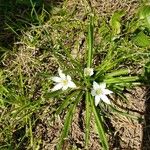 Ornithogalum umbellatumCvet