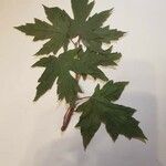 Acer saccharinum পাতা