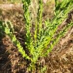 Erigeron schimperi Leaf