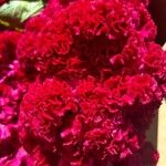 Celosia argentea花