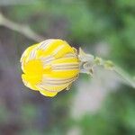 Launaea mucronata Flower