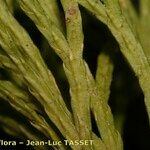 Lycopodium × zeilleri Muu