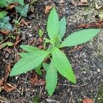 Buddleja globosa Лист