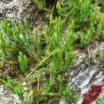 Lycopodium annotinum Foglia